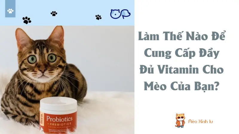 Làm Thế Nào Để Cung Cấp Đầy Đủ Vitamin Cho Mèo Của Bạn?