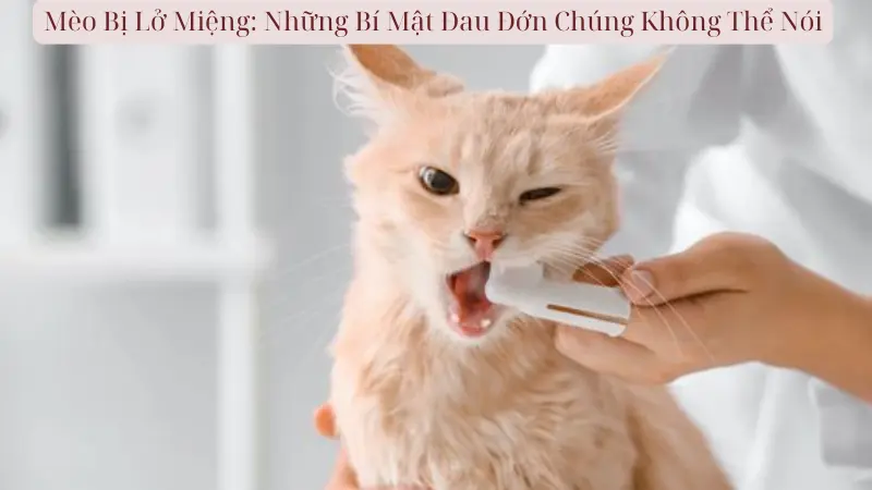 Mèo Bị Lở Miệng: Những Bí Mật Đau Đớn Chúng Không Thể Nói