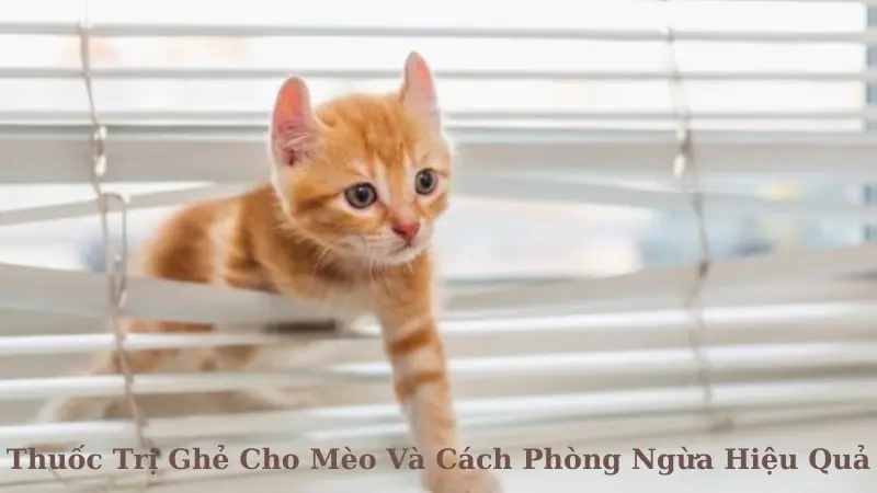 Thuốc Trị Ghẻ Cho Mèo Và Cách Phòng Ngừa Hiệu Quả