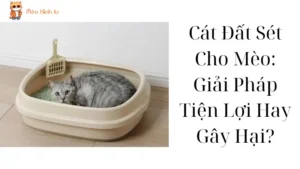 Cát Đất Sét Cho Mèo: Giải Pháp Tiện Lợi Hay Gây Hại?