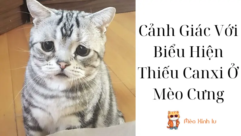 Cảnh Giác Với Biểu Hiện Thiếu Canxi Ở Mèo Cưng