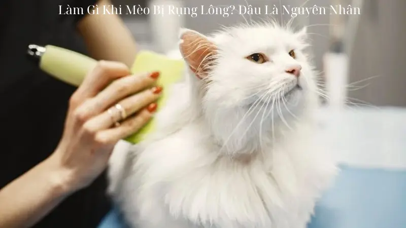 Làm Gì Khi Mèo Bị Rụng Lông? Đâu Là Nguyên Nhân